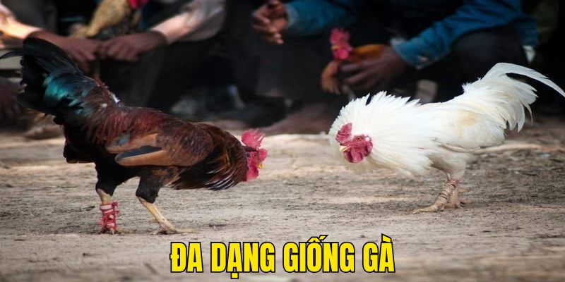 Nhiều giống kê tham gia