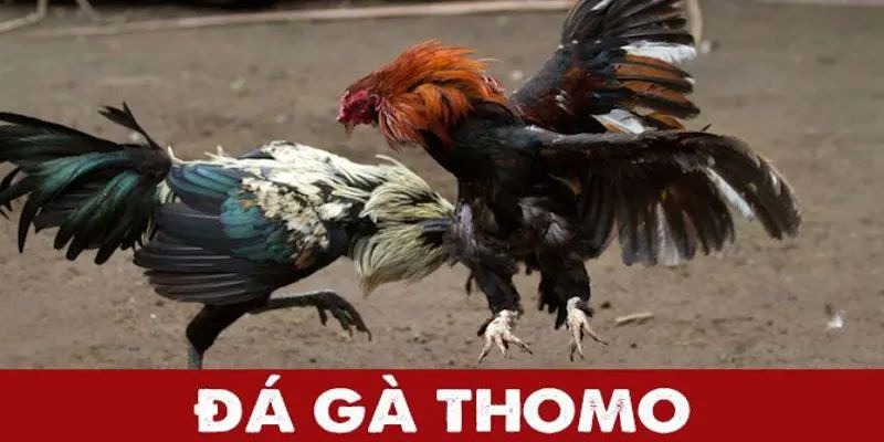 Đá Gà Thomo